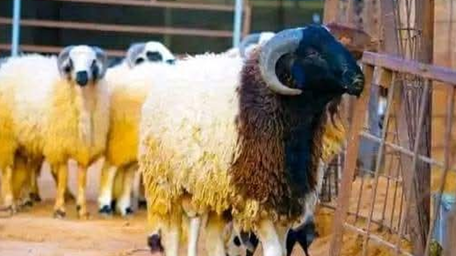 الخروف “البرقي”.. ثروة وطنية تواجه مخاطر غياب السياسات