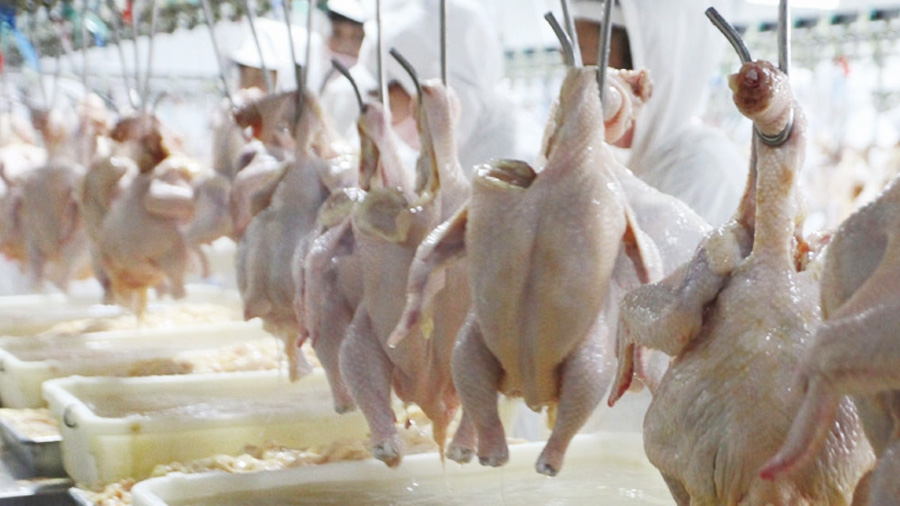 أسعار الدواجن تقفر 92% بسبب الأعلاف وسعر الصرف