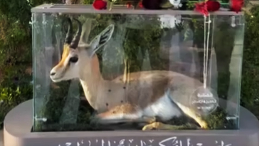 غزال يُثير الجدل على منصات التواصل في ليبيا