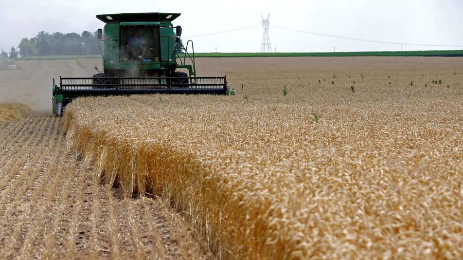 Libya Economy Introduces Grain Import Rules