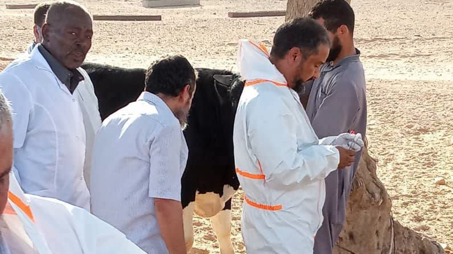 ليبيا – الشرطة الزراعية تعلن نفوق أكثر من 20 حيوانا في مسلاتة بسبب مرض الحمى القلاعية ليبيا – الشرطة الزراعية تعلن نفوق أكثر من 20 حيوانا في مسلاتة بسبب مرض الحمى القلاعية
