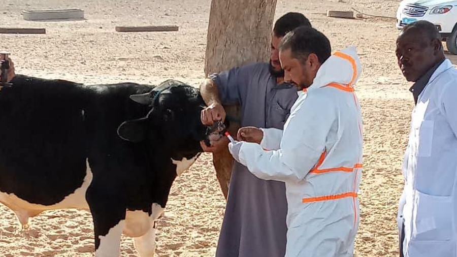 ليبيا – بسبب مرض الحمى القلاعية، نفق 26 رأساً من الماشية في مسلاتة ليبيا – بسبب مرض الحمى القلاعية، نفق 26 رأساً من الماشية في مسلاتة
